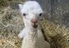 Erstmals schneeweißer Alpaka-Hengst im Zoo der Minis