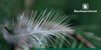 Wald. Wasser. Moor. Forstbezirk startet Fotowettbewerb 2026